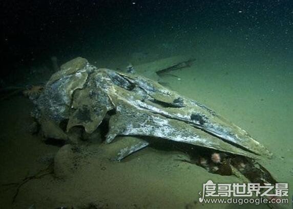 鲸落是什么意思,指鲸鱼死后尸体沉入海底(一鲸落万物生)