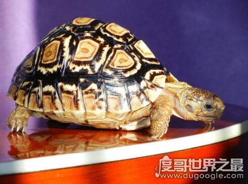世界上爬行最快的乌龟，一只豹纹陆龟突破了乌龟速度的极限