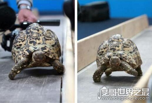 世界上爬行最快的乌龟，一只豹纹陆龟突破了乌龟速度的极限