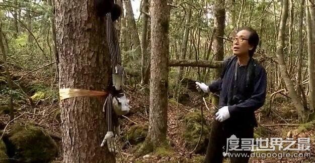 日本自杀森林,青木原树海一年搜出近百具尸体(死法多样化)