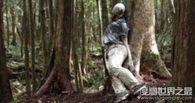 日本自杀森林，青木原树海一年搜出近百具尸体(死法多样化)