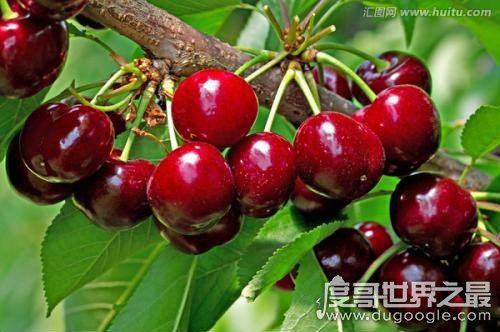 车厘子自由是什么梗?是指收入可轻松购买车厘子(源于网络热文)
