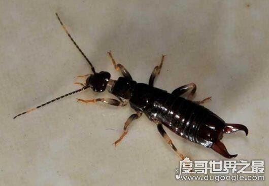 在人脑中繁殖的恐怖生物蠼螋，竟然能够帮忙清除蟑螂