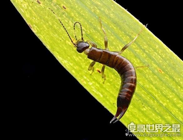 在人脑中繁殖的恐怖生物蠼螋,竟然能够帮忙清除蟑螂