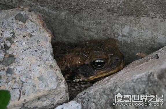 在人脑中繁殖的恐怖生物蠼螋,竟然能够帮忙清除蟑螂
