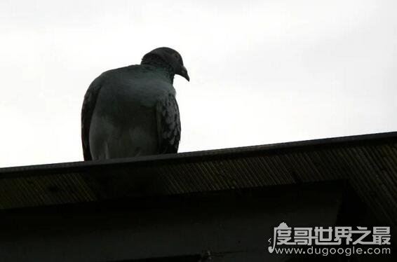在人脑中繁殖的恐怖生物蠼螋，竟然能够帮忙清除蟑螂