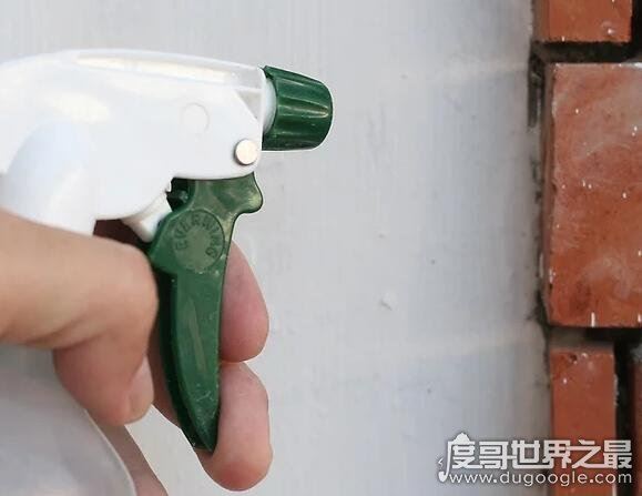 在人脑中繁殖的恐怖生物蠼螋，竟然能够帮忙清除蟑螂