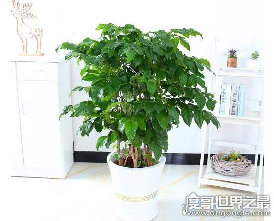 家里养什么花好，盘点几种漂亮且寓意超好的盆栽植物