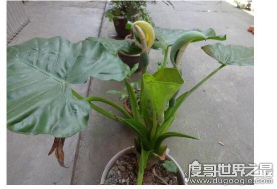 家里养什么花好，盘点几种漂亮且寓意超好的盆栽植物
