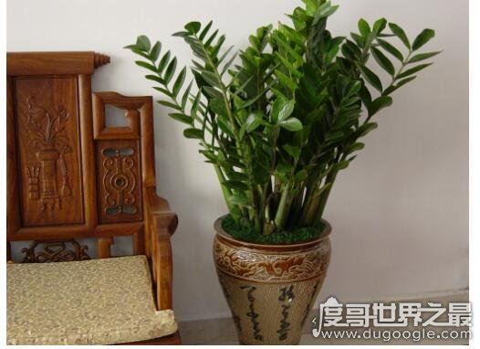 家里养什么花好,盘点几种漂亮且寓意超好的盆栽植物