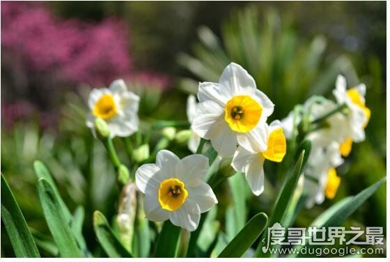 家里养什么花好，盘点几种漂亮且寓意超好的盆栽植物