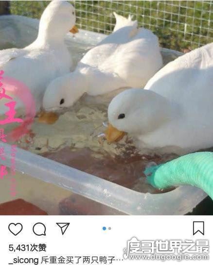王思聪的鸭子,两只花了3万(有钱人的世界我们不懂)