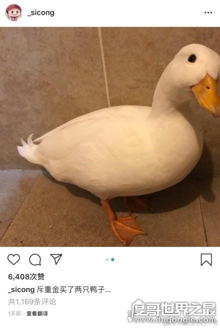 王思聪的鸭子，两只花了3万(有钱人的世界我们不懂)