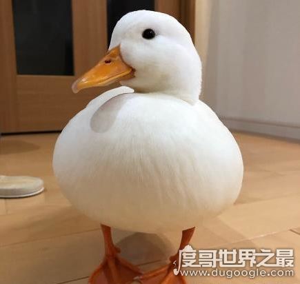 王思聪的鸭子，两只花了3万(有钱人的世界我们不懂)