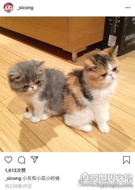 王思聪的鸭子，两只花了3万(有钱人的世界我们不懂)