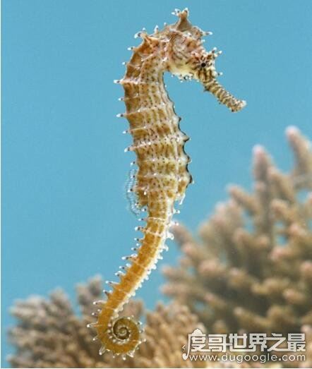 以下哪种动物生活在海里属于真正的鱼，海马(6月2日蚂蚁庄园答案)