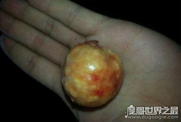 治百病的天价鸡宝是什么东西,病变的卵细胞没有药用价值