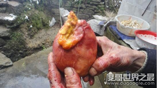 治百病的天价鸡宝是什么东西，病变的卵细胞没有药用价值