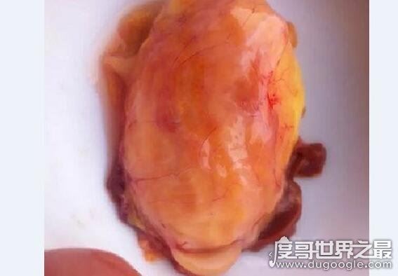 治百病的天价鸡宝是什么东西,病变的卵细胞没有药用价值