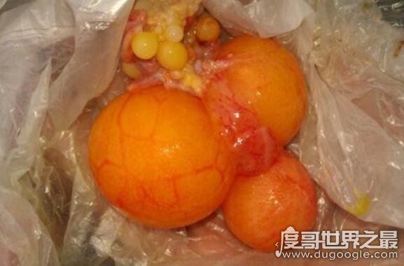 治百病的天价鸡宝是什么东西，病变的卵细胞没有药用价值