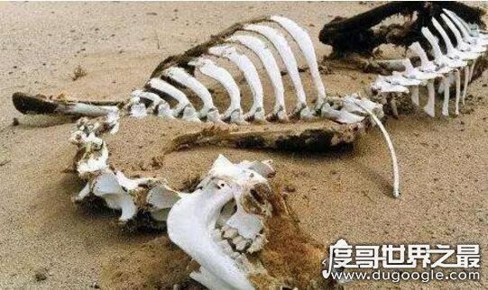 揭秘中央不敢报昆仑山之谜的真相，原为地狱之门