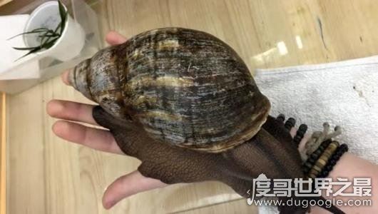 世界上最大的蜗牛,非洲大蜗牛比手掌还大(长39.3cm/重900g)