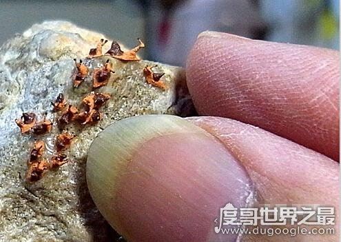 世界上最大的蜗牛，非洲大蜗牛比手掌还大(长39.3cm/重900g)