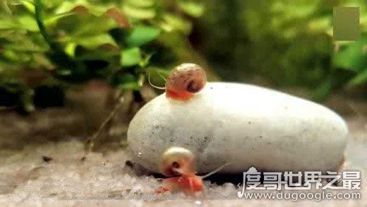 世界上最大的蜗牛，非洲大蜗牛比手掌还大(长39.3cm/重900g)