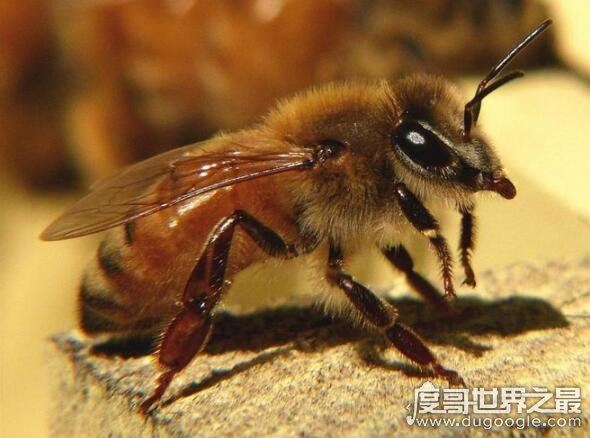 世界上最恐怖的大黄蜂,杀人蜂(一只杀人蜂能杀死一个成年人)