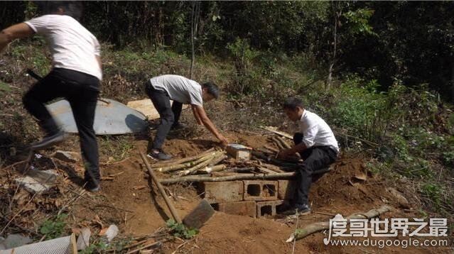世界上最恐怖的大黄蜂,杀人蜂(一只杀人蜂能杀死一个成年人)