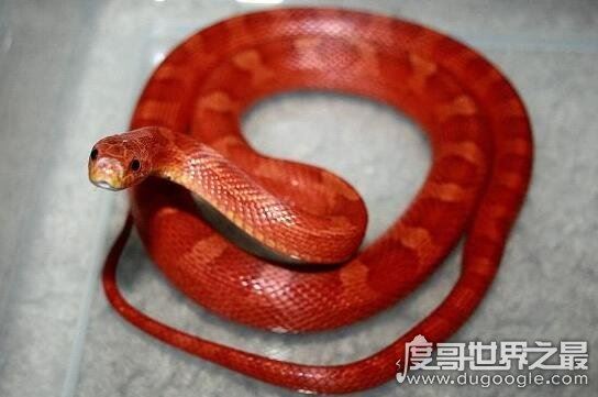 盗墓笔记中的鸡冠蛇真的存在，民间传说剧毒鸡冠蛇