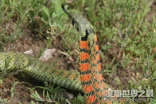 盗墓笔记中的鸡冠蛇真的存在，民间传说剧毒鸡冠蛇