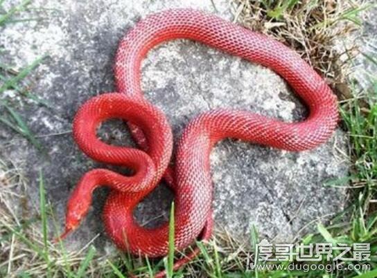 盗墓笔记中的鸡冠蛇真的存在，民间传说剧毒鸡冠蛇