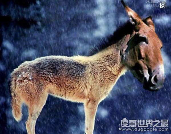 出没神农架的驴头狼身怪物：驴头狼真实图片(消失的猛兽)