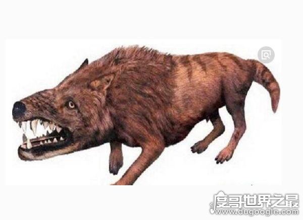 出没神农架的驴头狼身怪物：驴头狼真实图片(消失的猛兽)