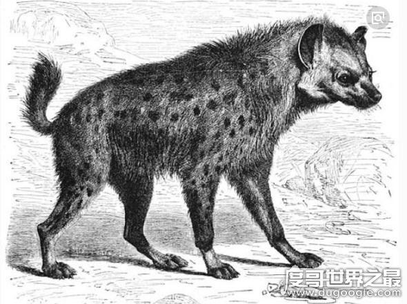 出没神农架的驴头狼身怪物:驴头狼真实图片(消失的猛兽)