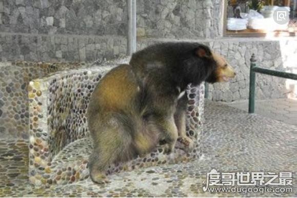 出没神农架的驴头狼身怪物：驴头狼真实图片(消失的猛兽)