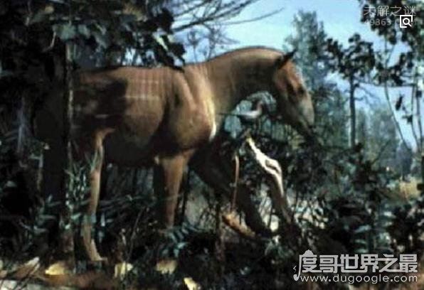 出没神农架的驴头狼身怪物：驴头狼真实图片(消失的猛兽)