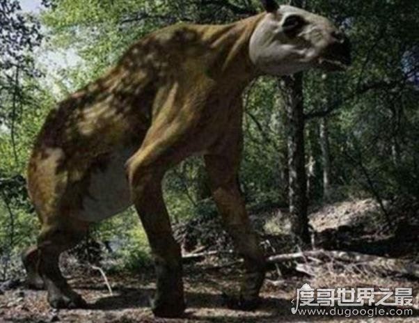 出没神农架的驴头狼身怪物:驴头狼真实图片(消失的猛兽)