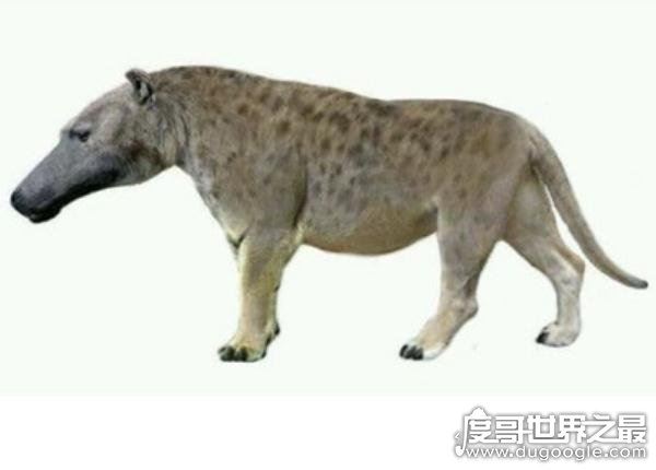 出没神农架的驴头狼身怪物：驴头狼真实图片(消失的猛兽)