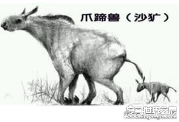 出没神农架的驴头狼身怪物:驴头狼真实图片(消失的猛兽)
