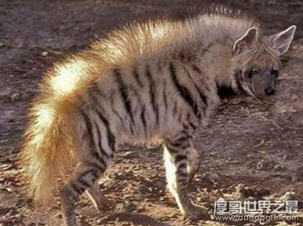 出没神农架的驴头狼身怪物：驴头狼真实图片(消失的猛兽)