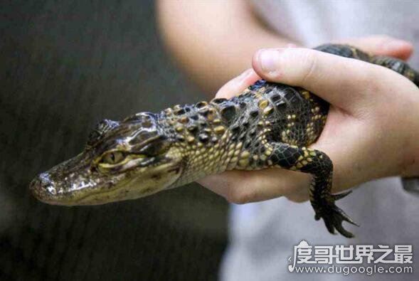 如何饲养一头宠物鳄鱼,专业的饲养方法和注意事项