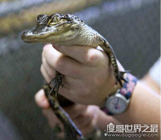 如何饲养一头宠物鳄鱼，专业的饲养方法和注意事项