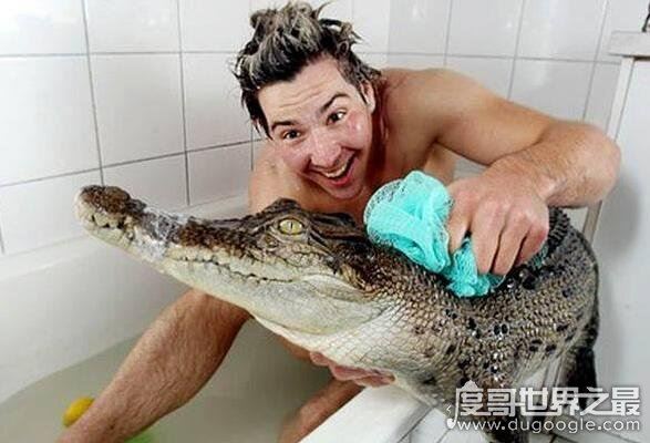 如何饲养一头宠物鳄鱼，专业的饲养方法和注意事项