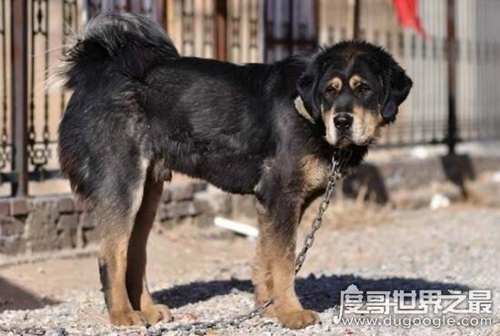 超珍贵猛犬蒙古獒，购买时甚至需要测生辰八字