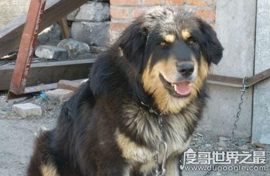 超珍贵猛犬蒙古獒，购买时甚至需要测生辰八字
