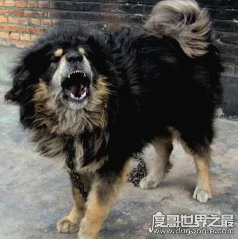 超珍贵猛犬蒙古獒，购买时甚至需要测生辰八字