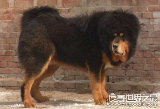 超珍贵猛犬蒙古獒,购买时甚至需要测生辰八字