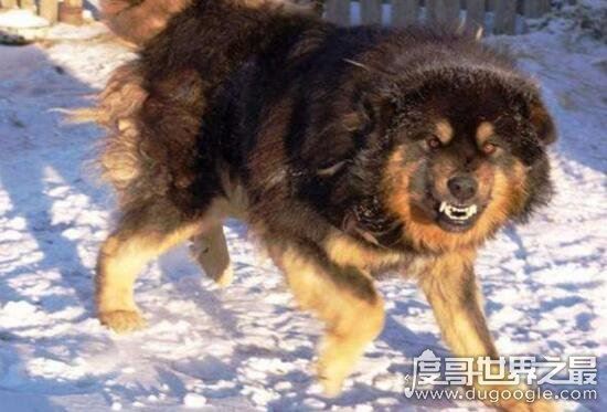 超珍贵猛犬蒙古獒，购买时甚至需要测生辰八字